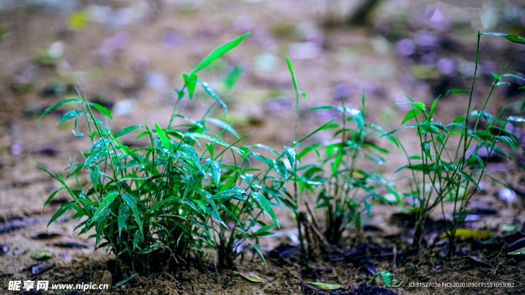 雨后竹子嫩芽