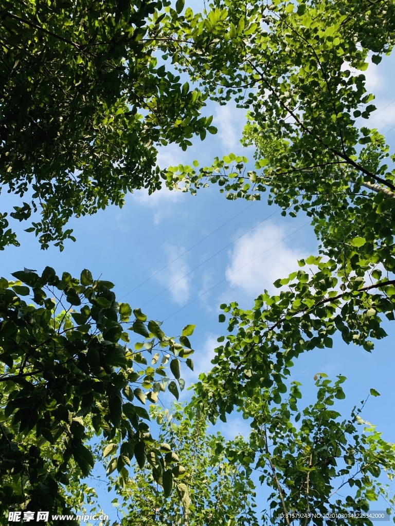 森林仰望天空