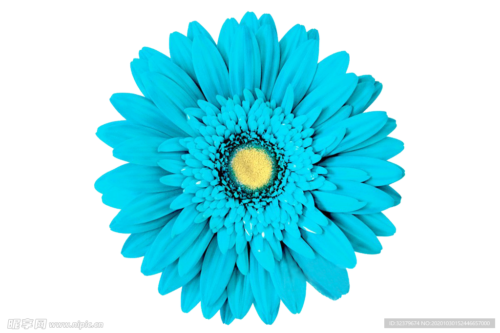 蓝色菊花