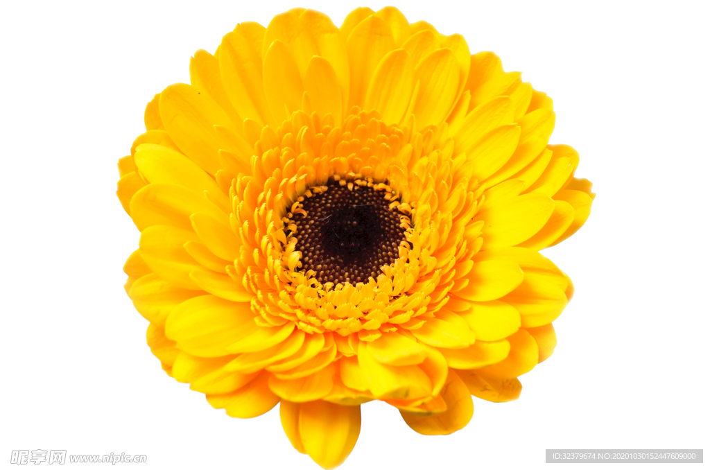 黄色菊花