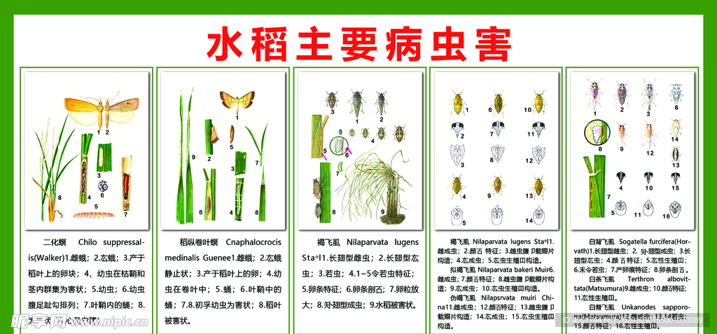 水稻主要病虫害