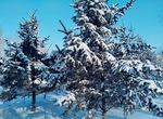 大雪无垠 白色的冬天