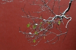 北京故宫大雪