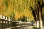 垂柳风景