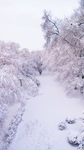 大雪无垠白色的冬天