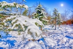大雪压青松