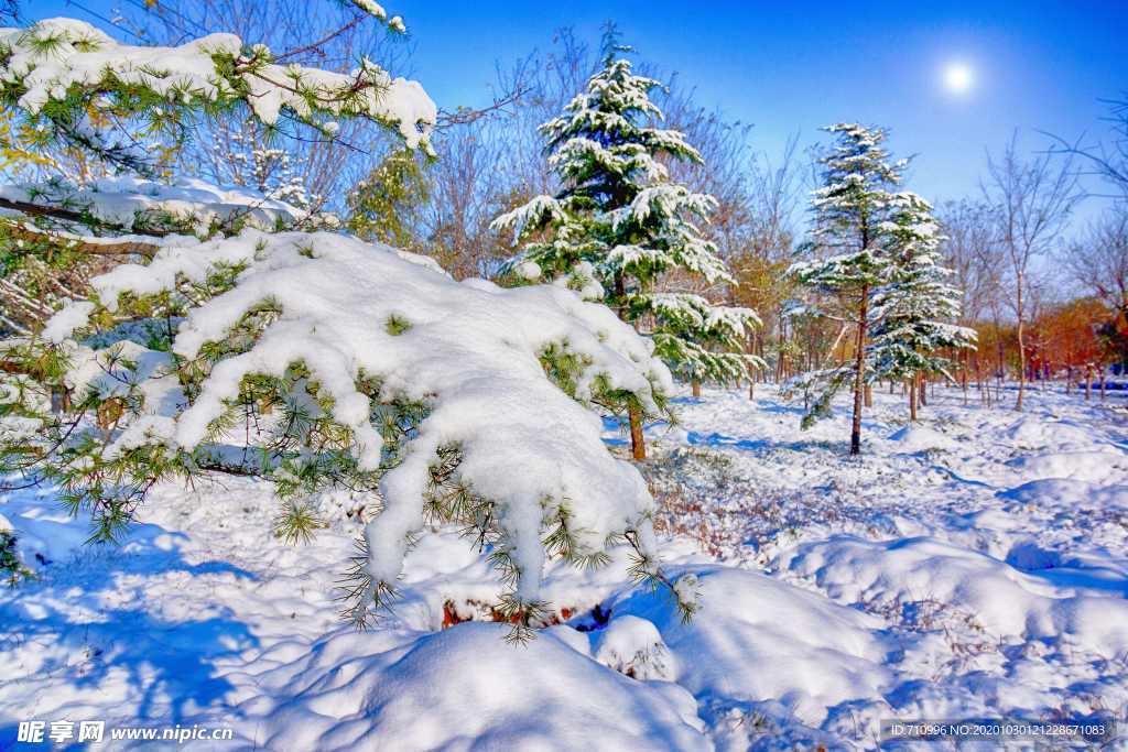 大雪压青松