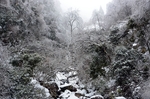 雪后树林