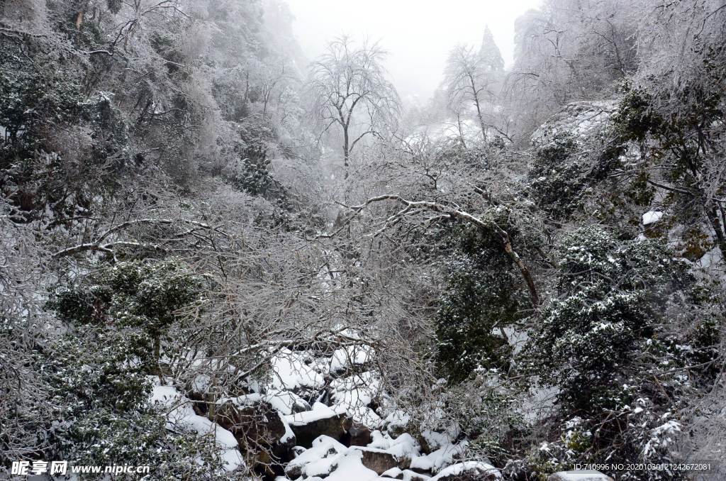 雪后树林
