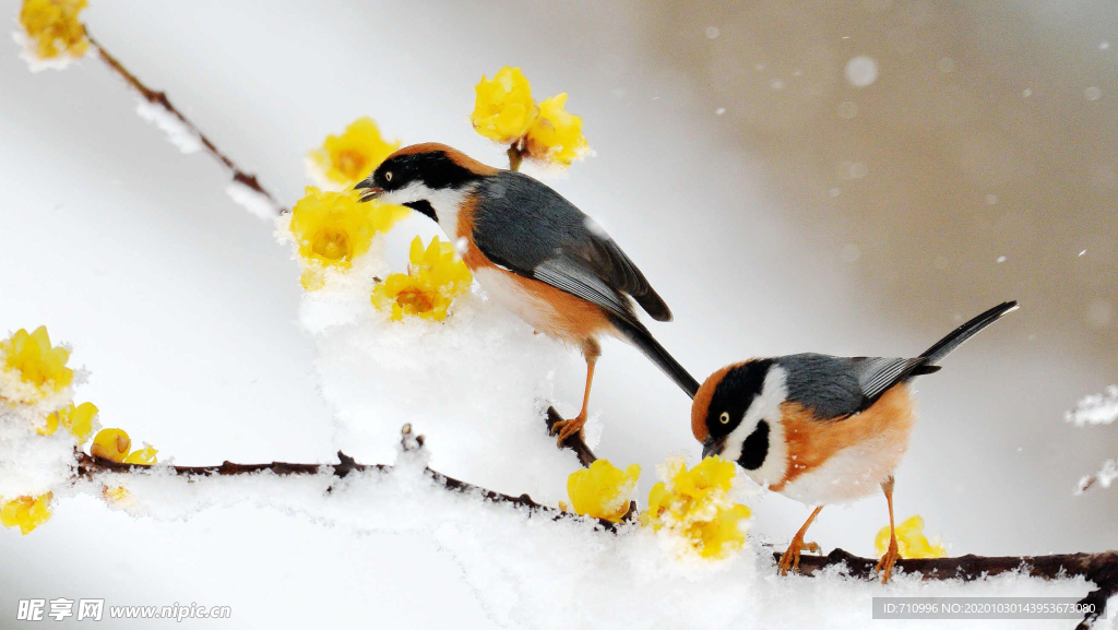 大雪压梅枝红头难觅食