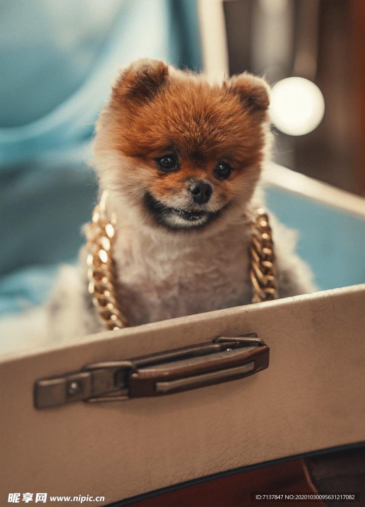 可爱狗狗