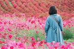 花海背影