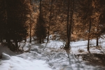 雪景壁纸