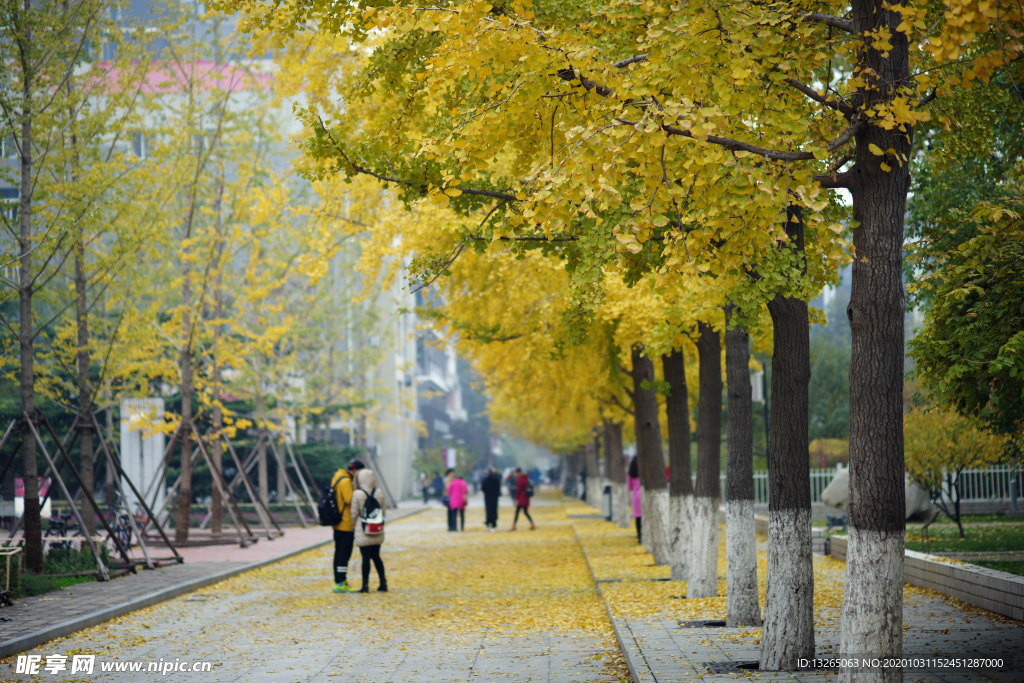 银杏树 欢迎新同学 迎新