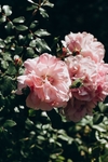 花卉
