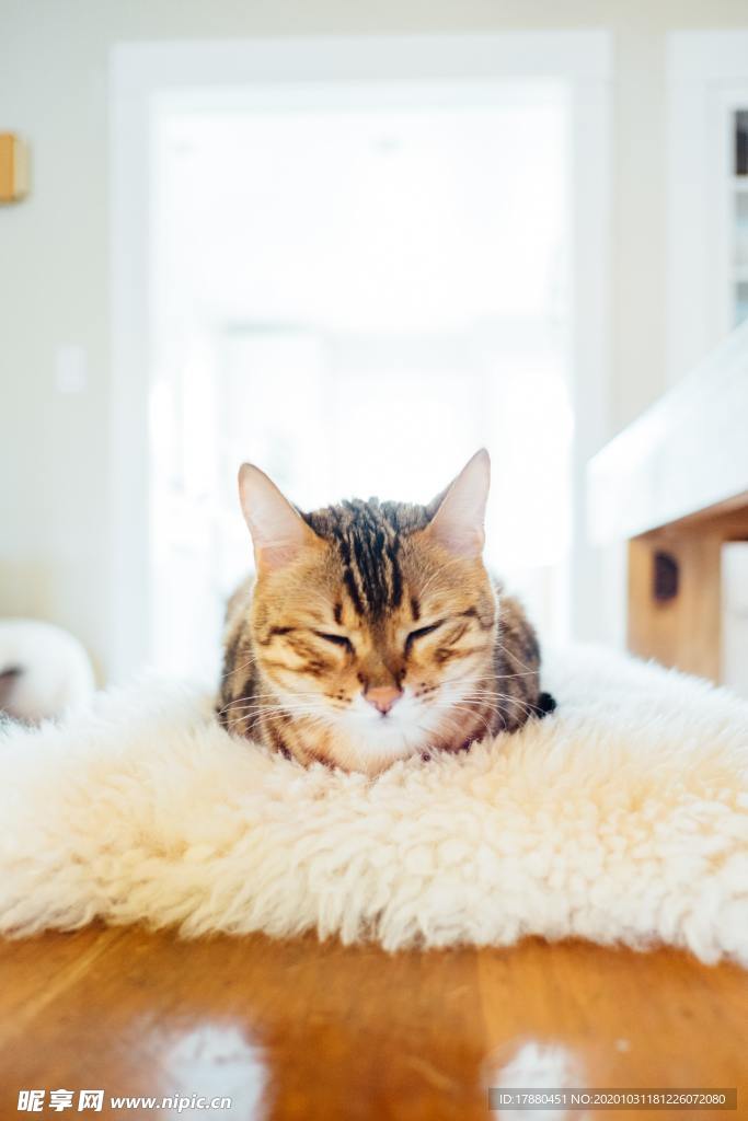 猫