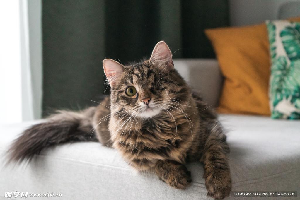 猫