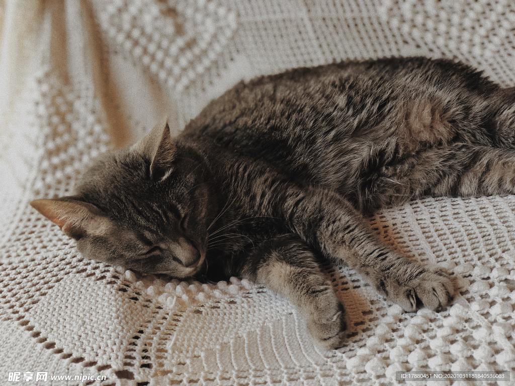 猫