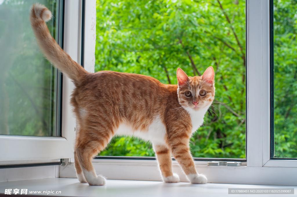 猫