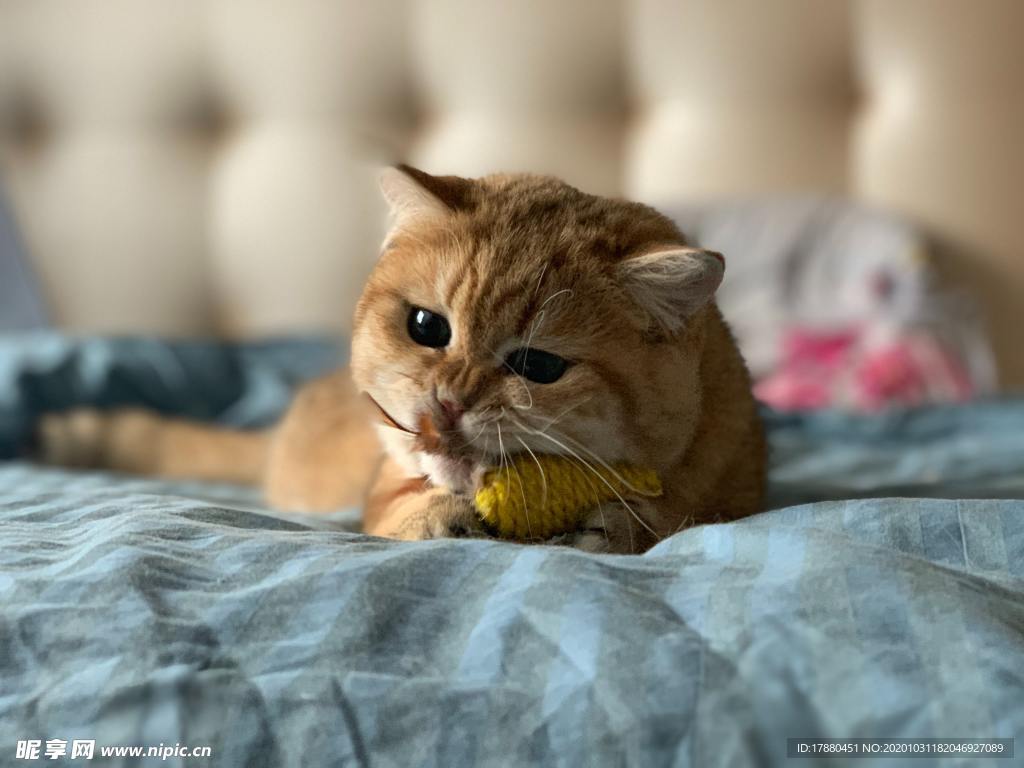 猫
