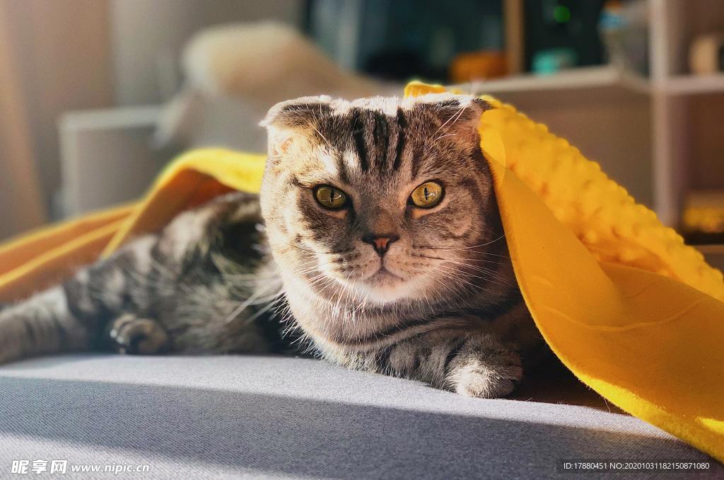 猫