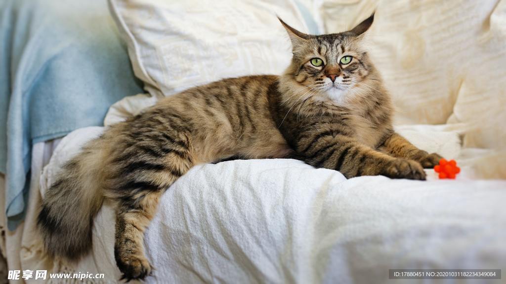猫