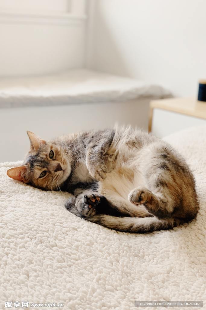 猫