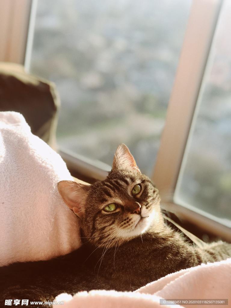 猫