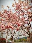 玉兰花