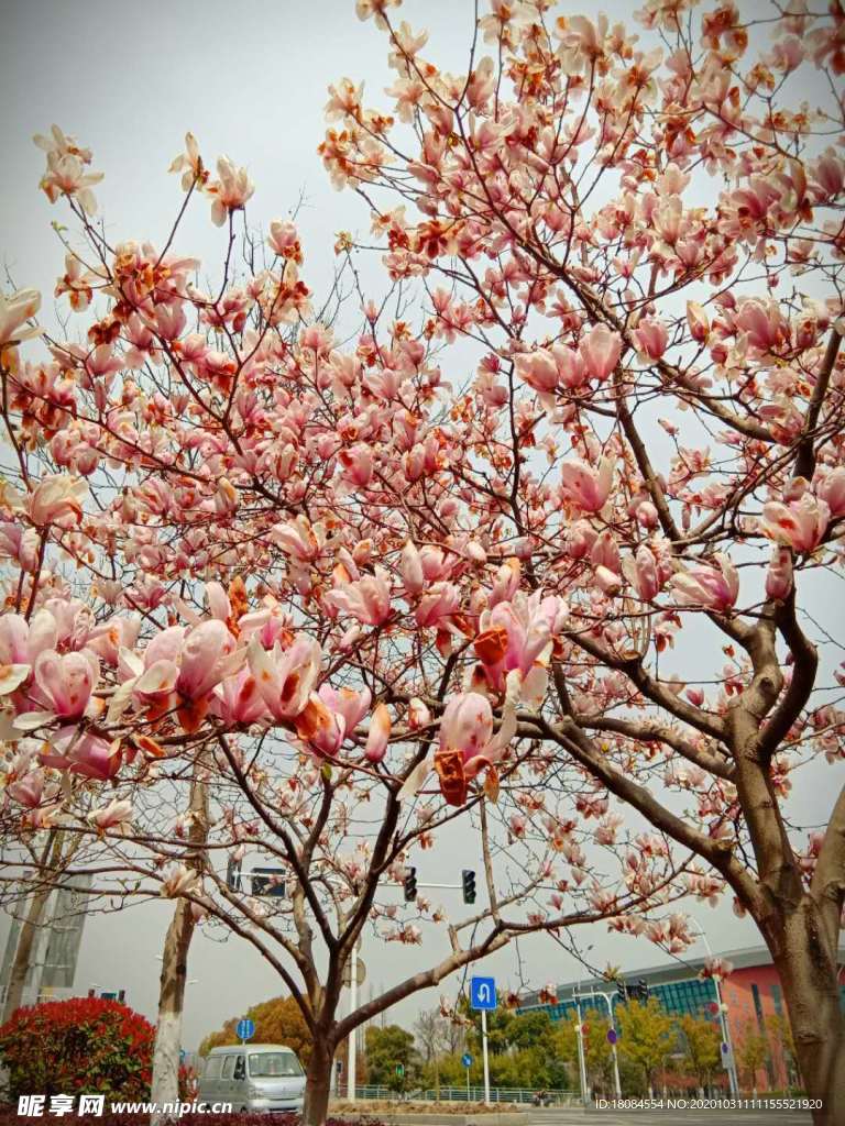 玉兰花