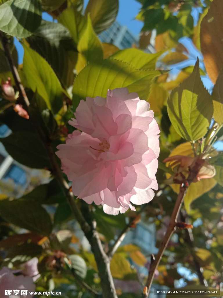 透明樱花