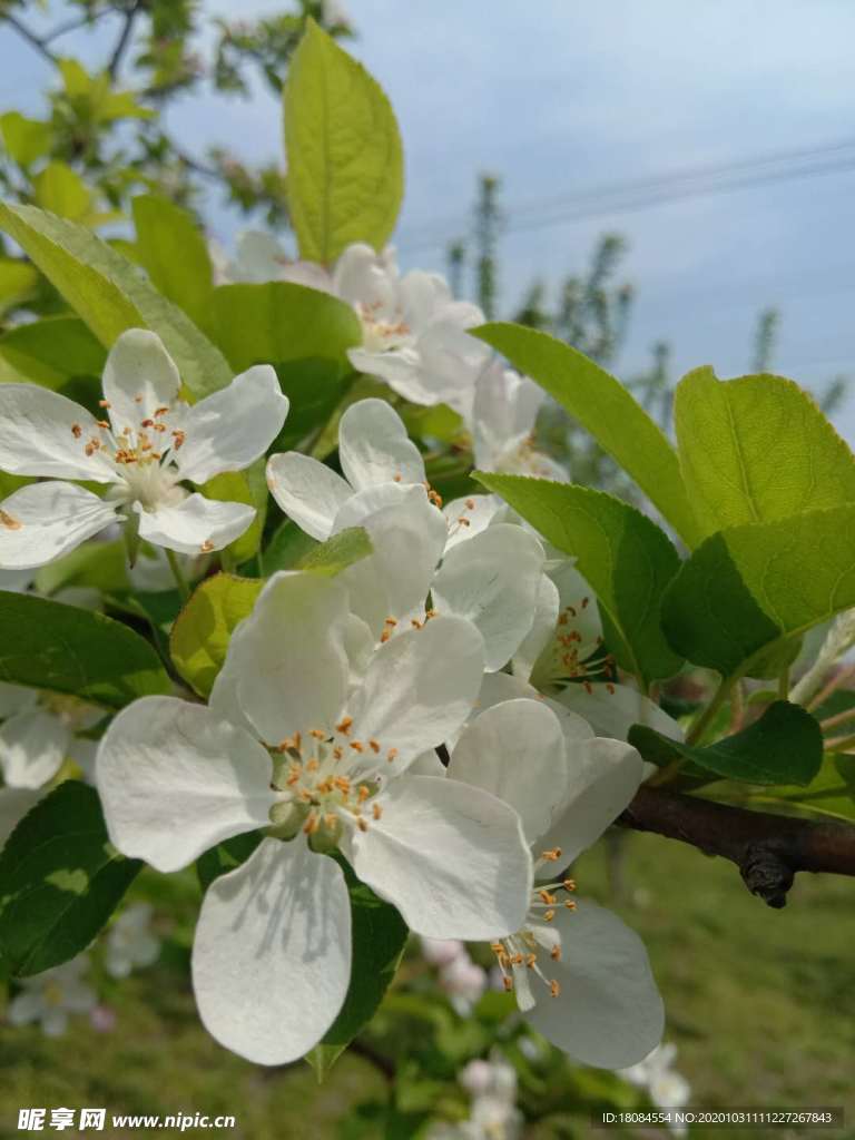 梨花