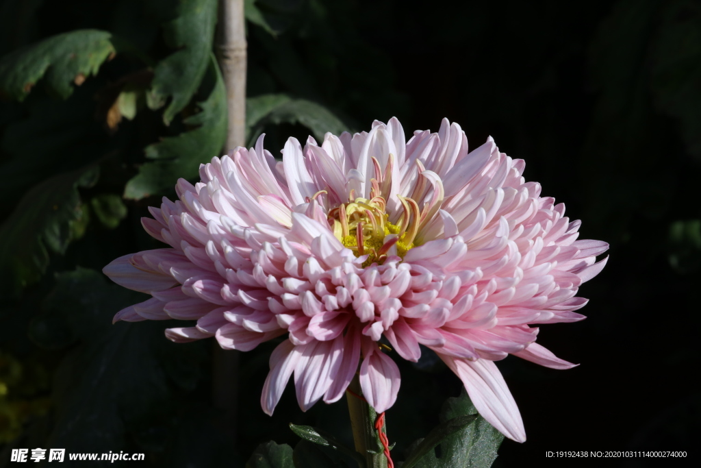 菊花