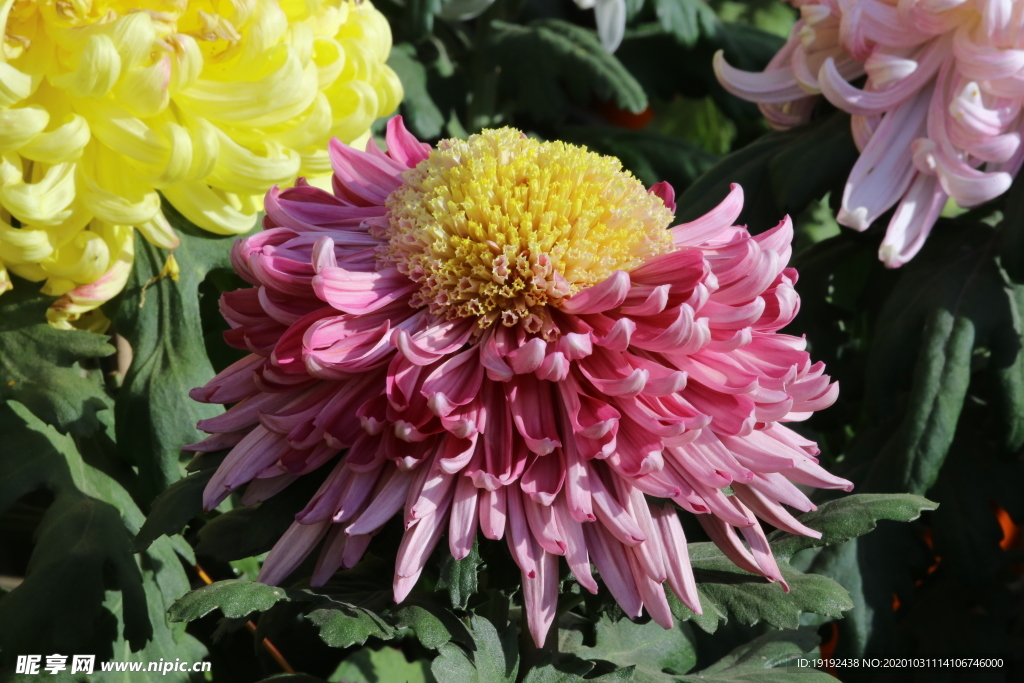 菊花