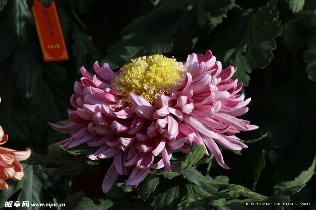 菊花