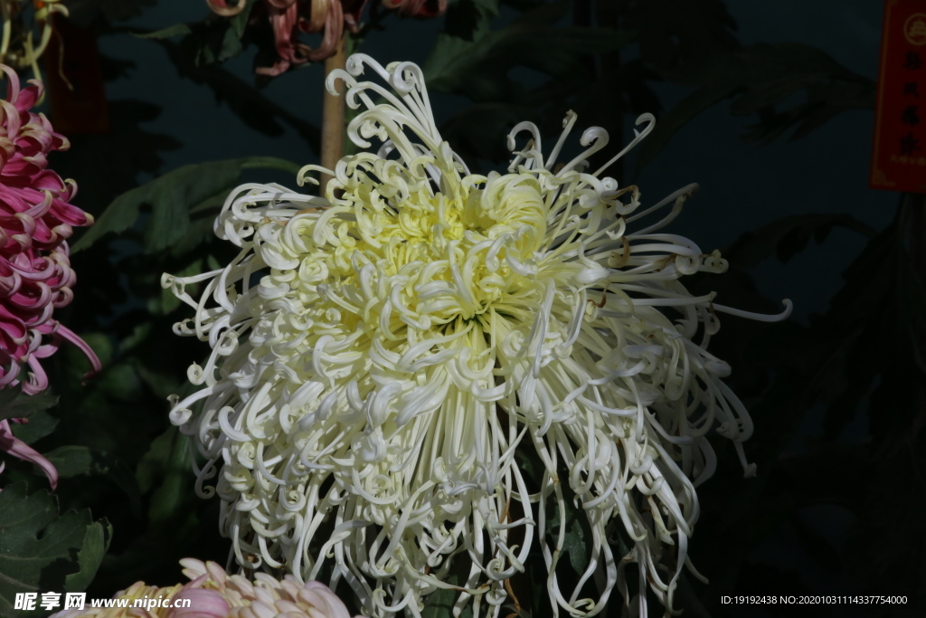 菊花