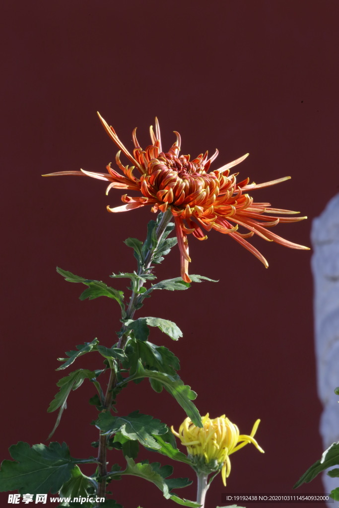菊花