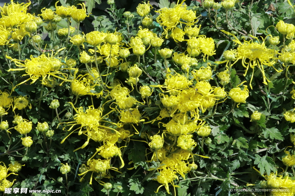 菊花