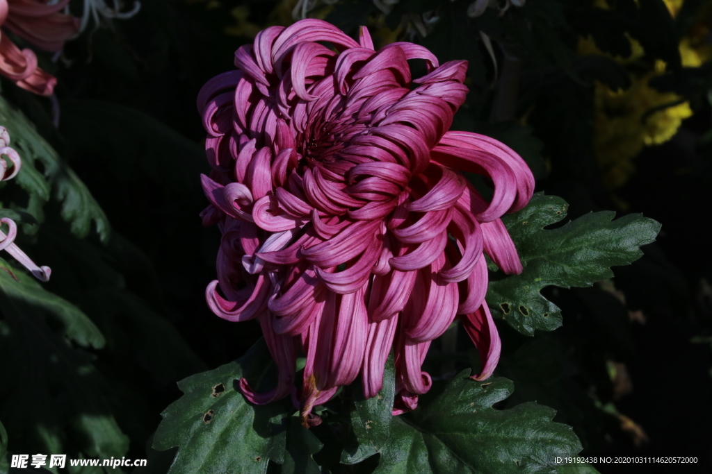 菊花