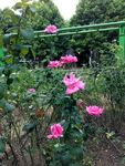 月季花