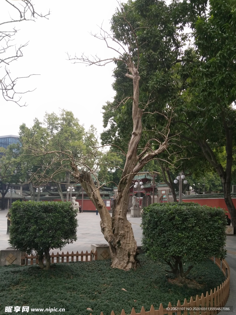 树