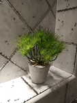 花卉
