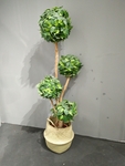 球树