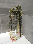 花卉
