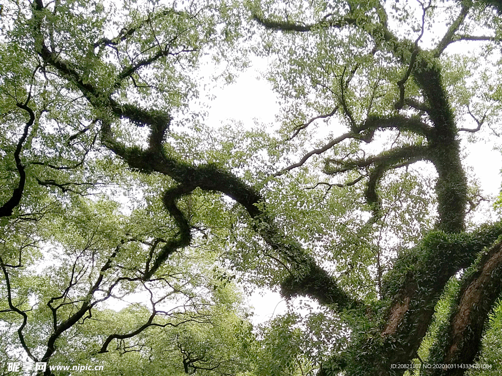 树