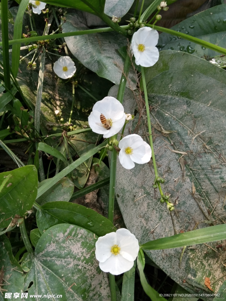 花卉