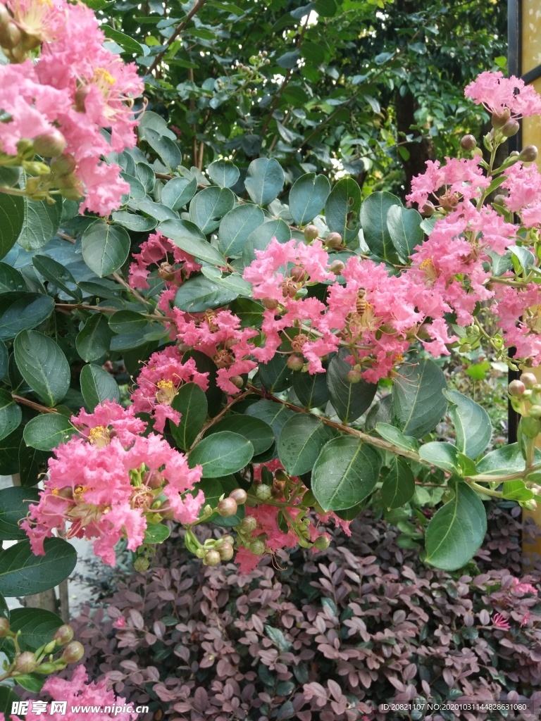 紫薇花