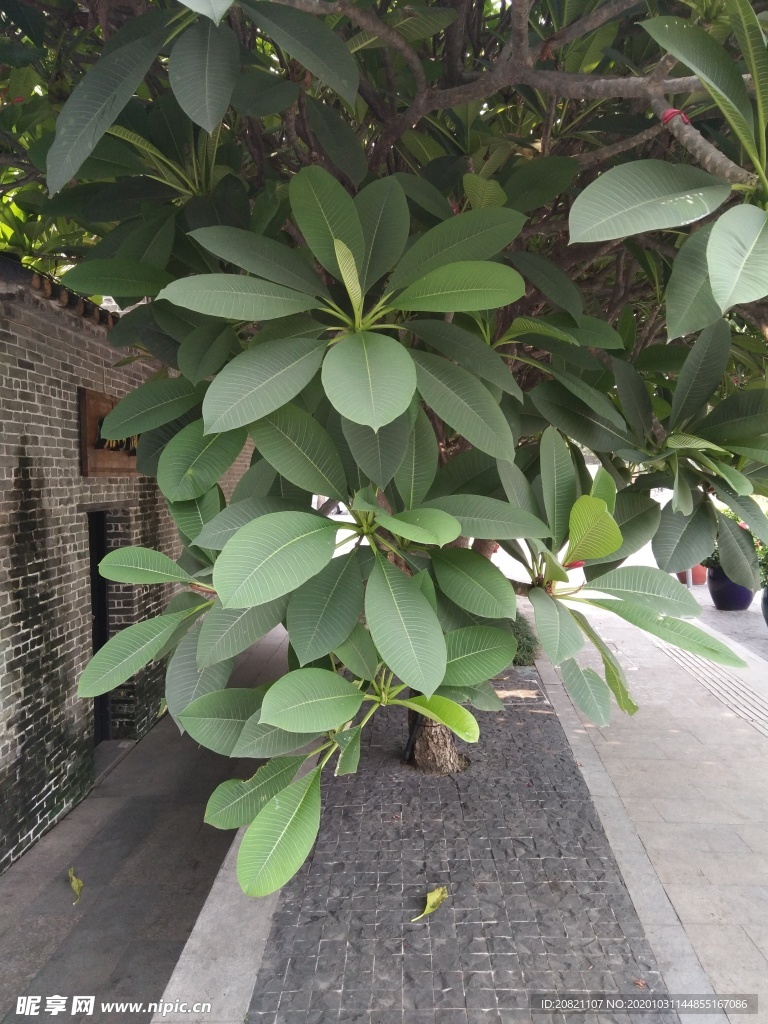 树叶