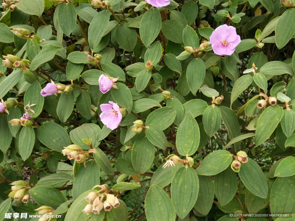 菍花果