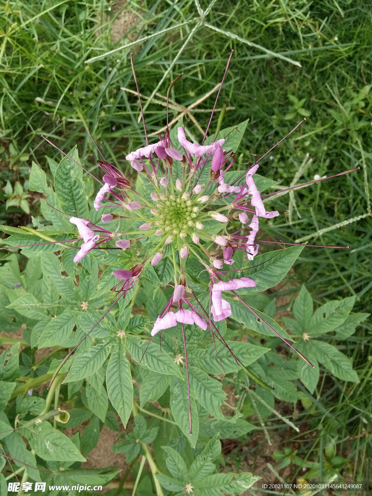 花卉